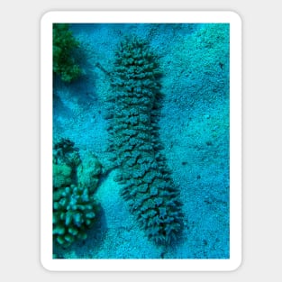 Sea cucumber Sticker